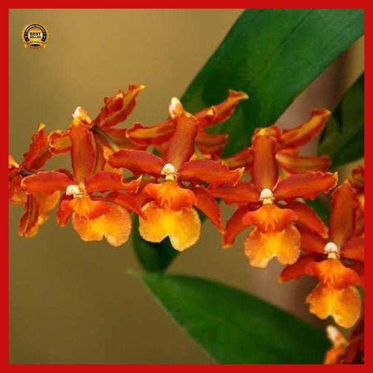 (Best Saller) Seedling Atau Bibit Anggrek Oncidium Catante Los Robles Bestseller