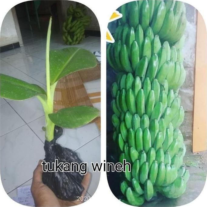 bibit pisang raja bulu#raja temen#raja sajen#raja manten