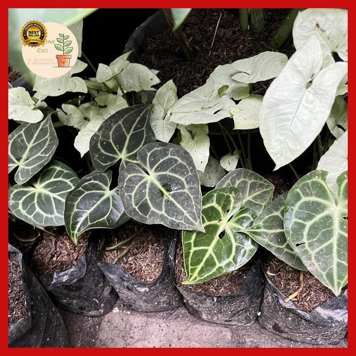 (Ready) Anthurium Clarinervium Baby Tarantula Ready Banyak Bestseller