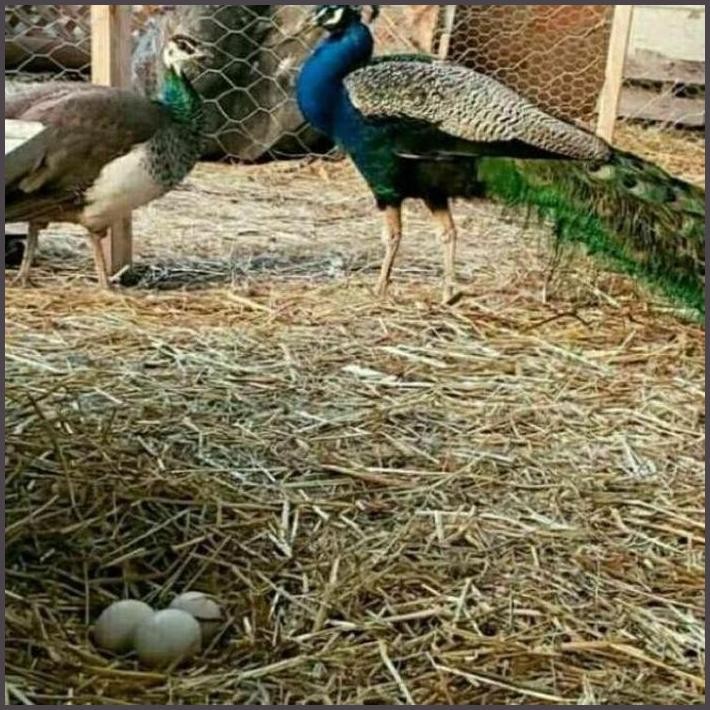 

FRESHH TELUR TETAS FERTIL ASLI MERAK BIRU TERBARU