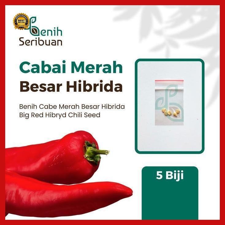 (Terbaru) 5 Bibit Cabe Merah Besar Hibrida Darmais Benih Cabai Buah Lebat Besar Bestseller