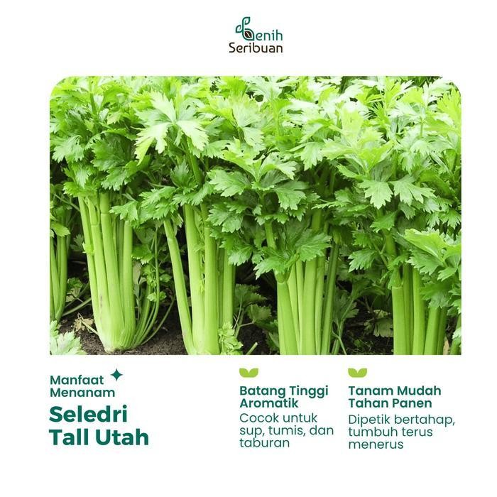 

(Diskon) 250 Benih Seledri Batang Besar Tall Utah Benih Sayuran Celery Stick Bestseller