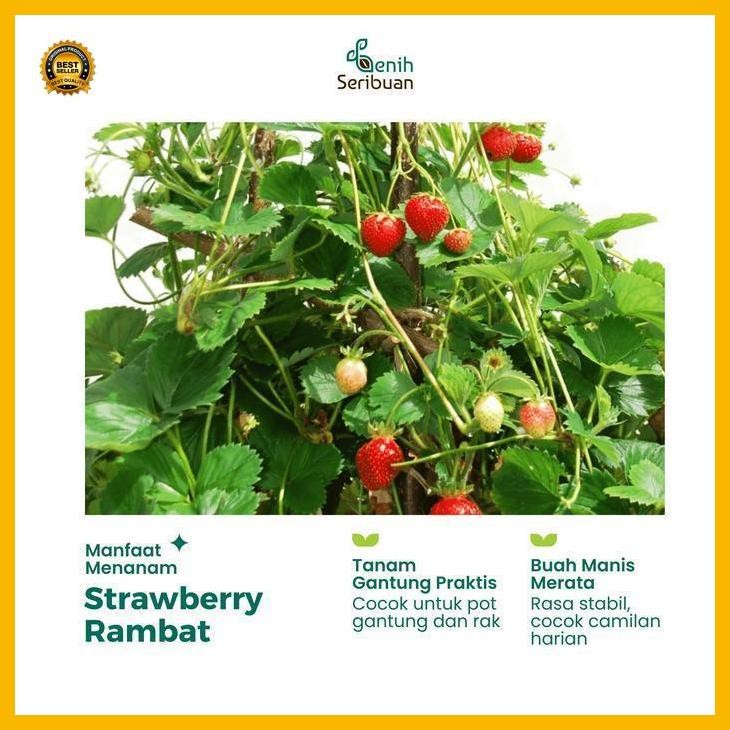 (Terbaru) 10 Benih Strawberry Rambat Import Benih Buah Stroberi Manis Unggul Bestseller