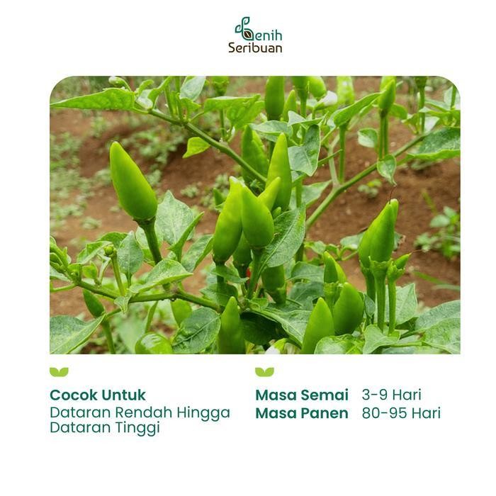 (Terbaru) 35 Benih Cabai Rawit Hijau F1 Unggul Cabe - Benih Sayuran Seribuan Bestseller