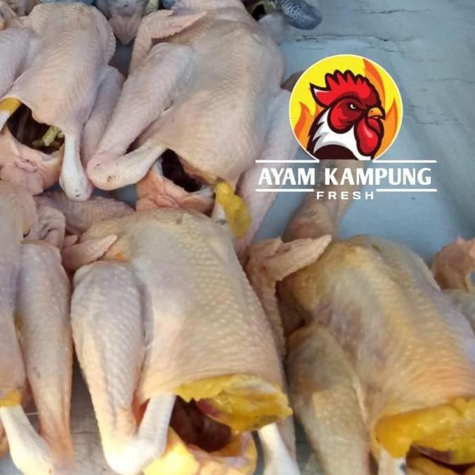 

Ayam Kampung Fresh ukuran 1 kg
