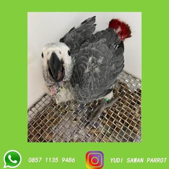 Alas Stainless Tatakan Baby Anakan Burung Macaw Conure Falk Kakatua