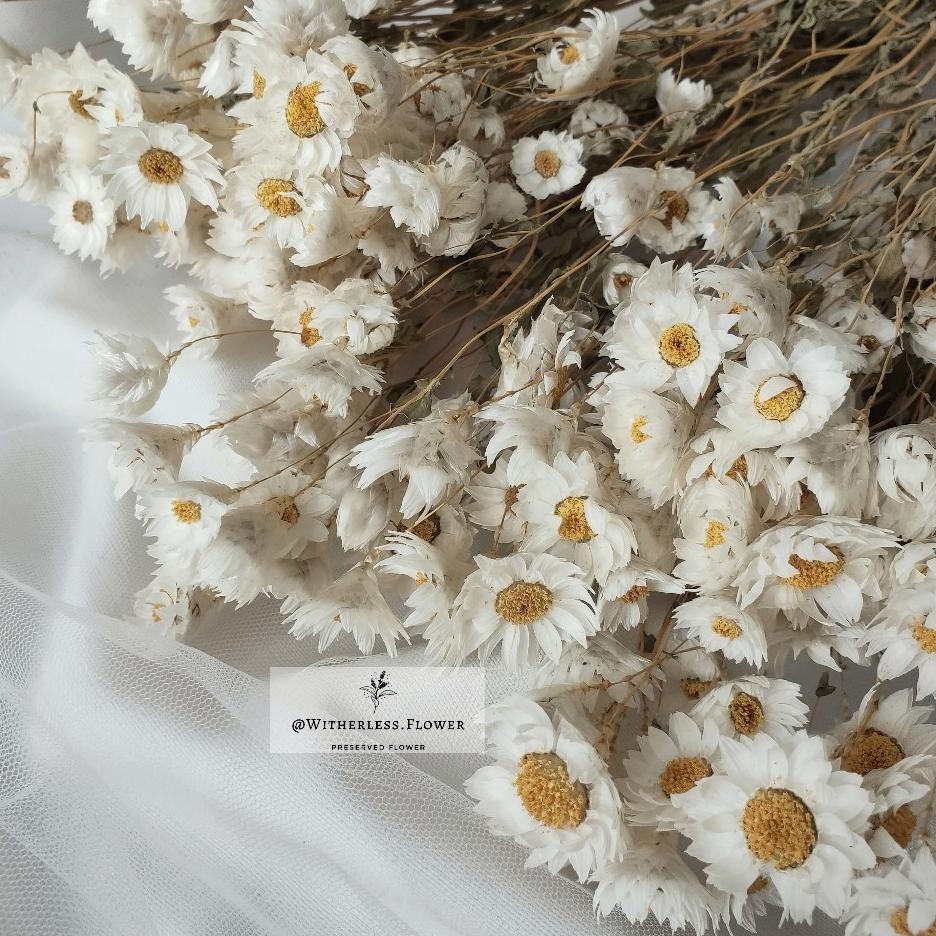 10 Gr Dried Rodanthe Flower Dried Flower Daisy Rodanthe Bunga Kering