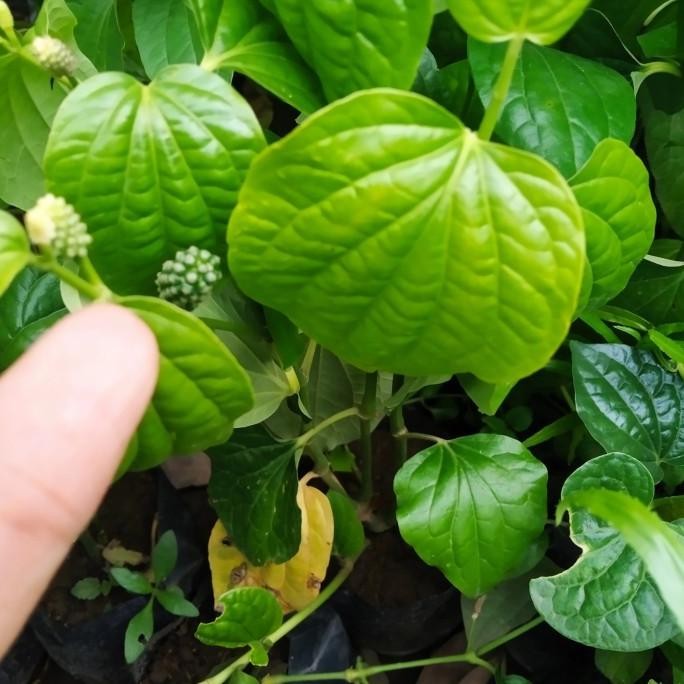 Promo Cod Promo Bibit Cabe Jawa Kebun (Beli 5 Gratis 1) Bonus Pupuk ...