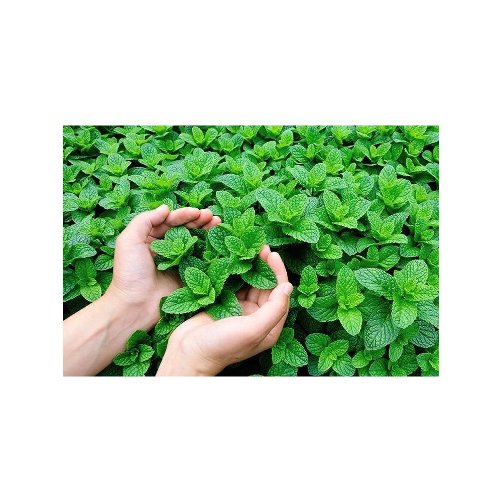 

Daun Mint/Paper Mint 100 Gr Fresh