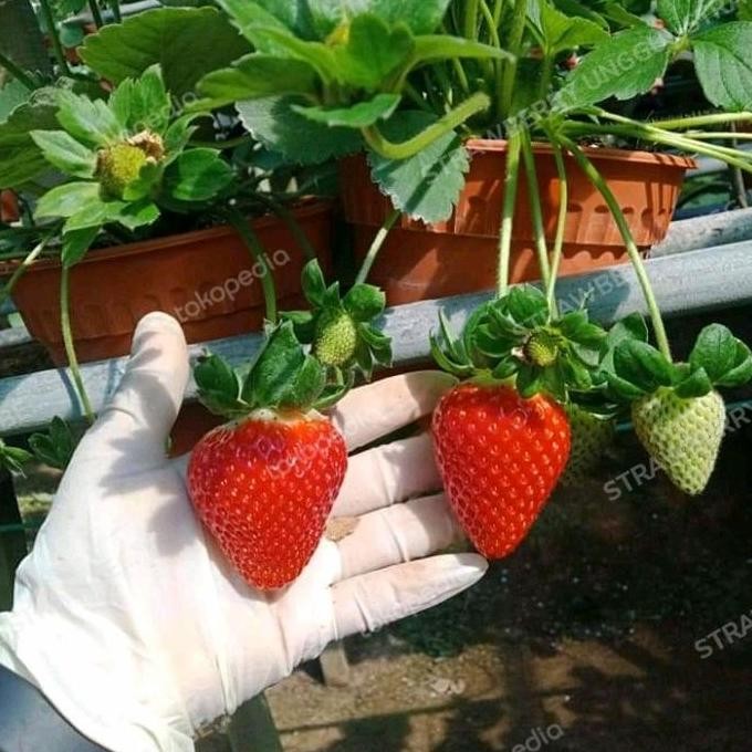 bibit strawberry sagahonoka