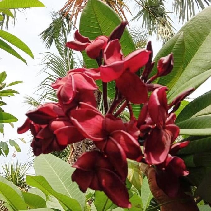 Bibit Stek Pohon Kamboja Bali Atau Plumeria Merah Hitam Bludru