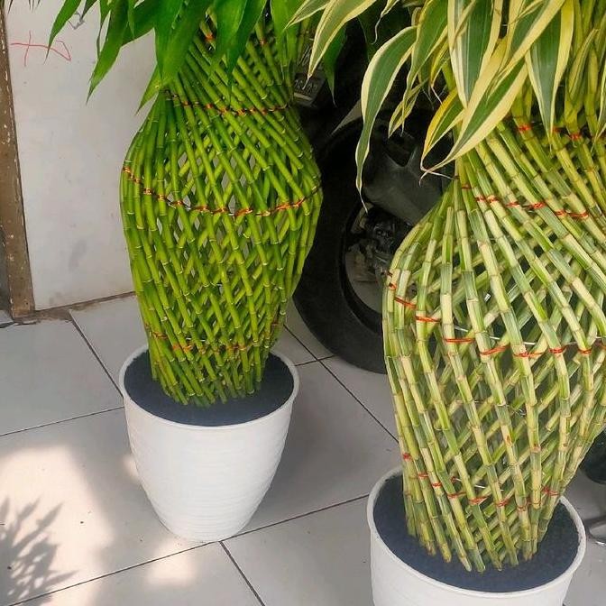Tanaman Hias Bambu Hoki/Sri Rejeki Jumbo