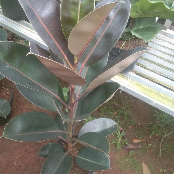 Tanaman Karet Kebo + Pot Putih