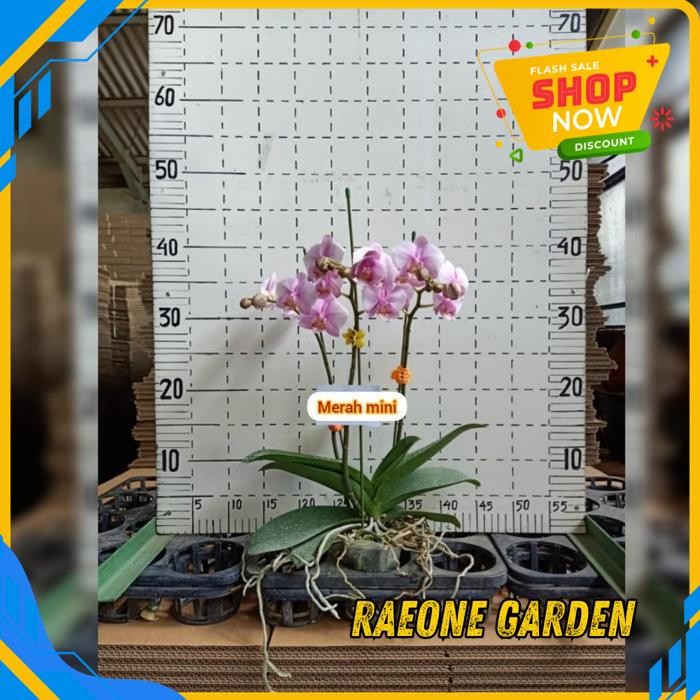TANAMAN ANGGREK MINI POT ANGGREK TAIWAN BULAN RED DEWASA./UNGU /PUTIH LIDAH MERAH KUALITAS TERBAIK