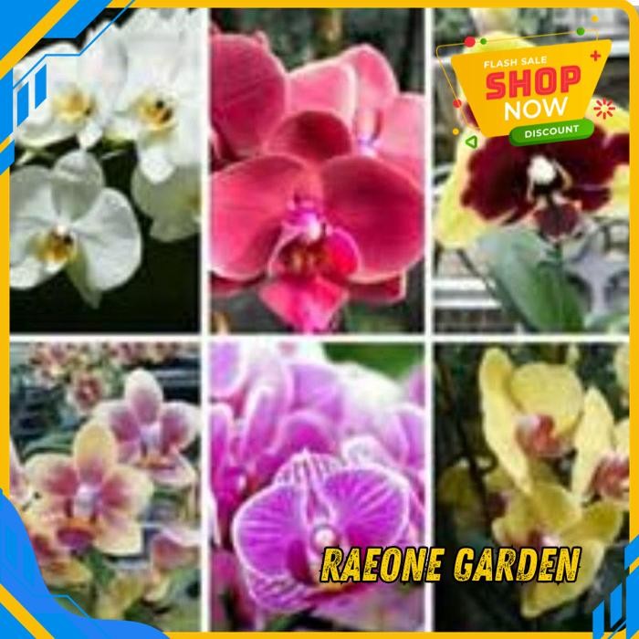 TANAMAN ANGGREK MINI POT ANGBUL SEEDLING PRAREMAJA TERBAIK