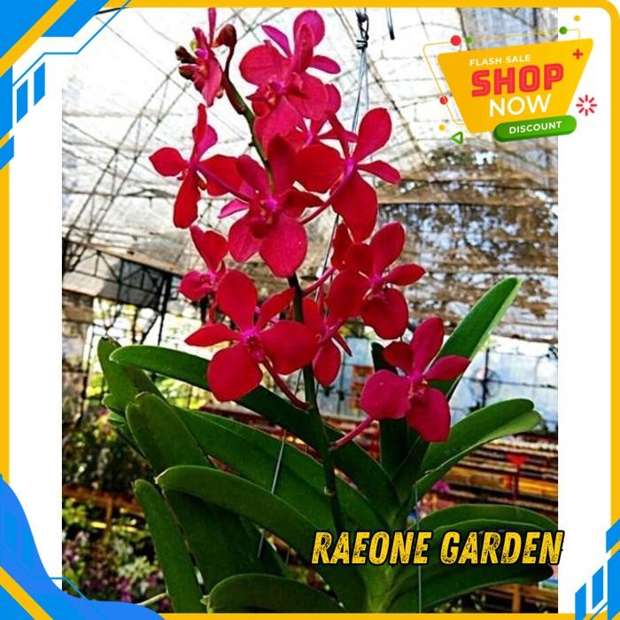 ANGGREK HIDUP FRESH VANDA MOKARA ORANGE/MERAH BESAR KUALITAS TERBAIK