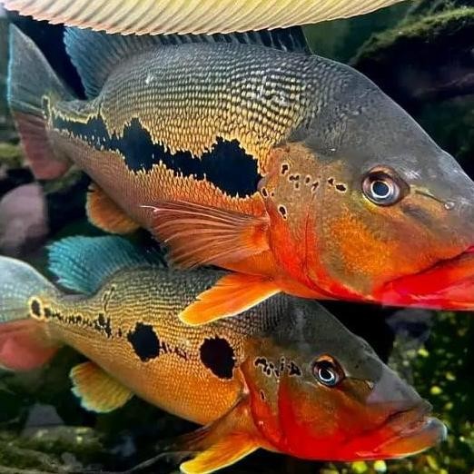 PBASS FOGO ORIGINAL DAN TERPERCAYA