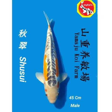 KOI SHUSUI IMPORT FARM YAMAJU JUMBO HQ ORIGINAL DAN TERPERCAYA
