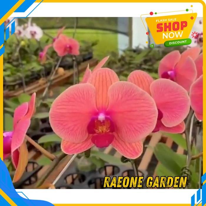 BUNGA ANGGREK POT CANTIK ANGBUL/BULAN NOVELTY BUNGA BESAR 50K TERBAIK