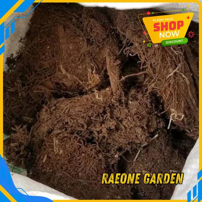 ANGGREK HIDUP FRESH MOS HITAM 150G PRODUK PILIHAN