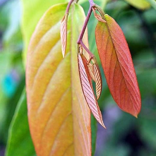 Bibit Tanaman Kenanga Merah Langka Wangi