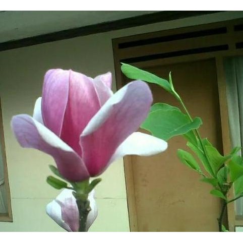 Bibit tanaman cempaka ungu