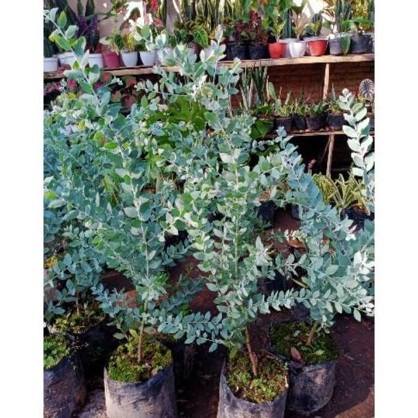Tanaman Hias Silver Dollar - Bibit Tanaman Daun Memusa / Tanaman Eucalyptus Cinerea Silver Dekorasi