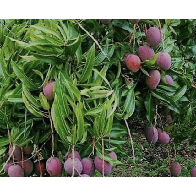 Bibit pohon buah mangga irwin 1meter tanaman buah tabulampot