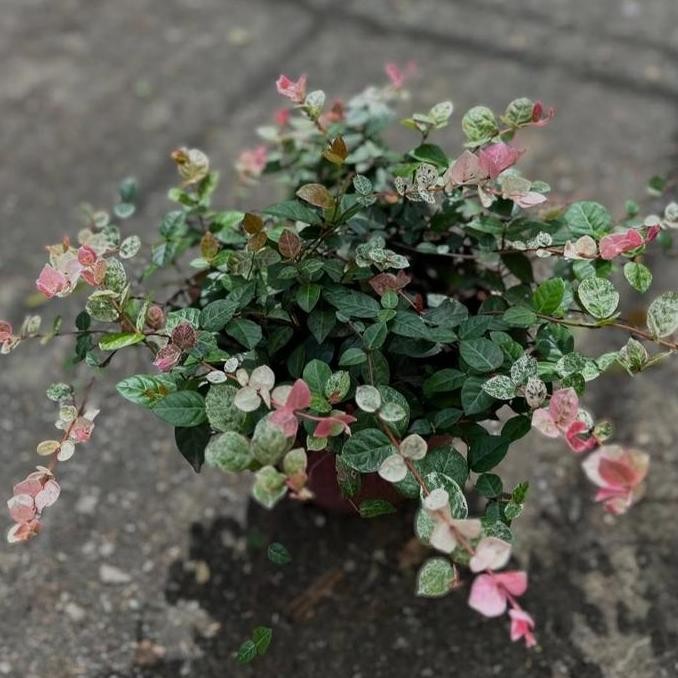 [ LANGKA ] Asiatic jasmine / trachelospermum asiaticum bibit tanaman hias bunga gantung unik langka