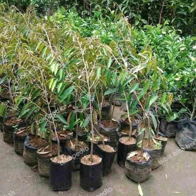 bibit tanaman durian musangking, bawor, oche kaki 1 tinggi 2 meter