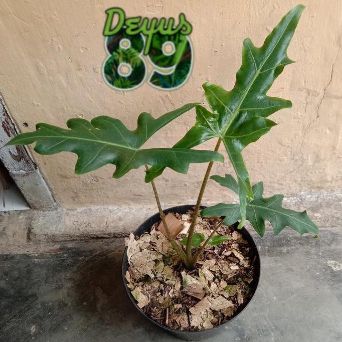 tanaman hias alocasia portei size bibit