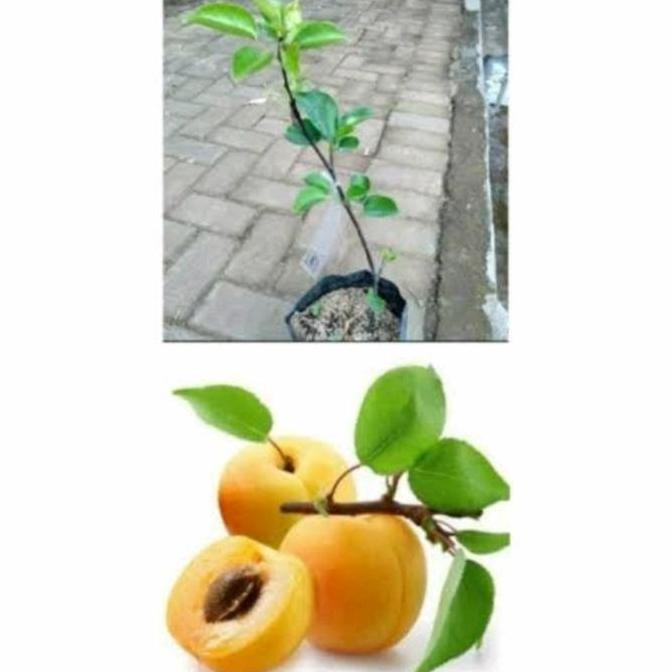 Bibit tanaman buah apricot aprikot