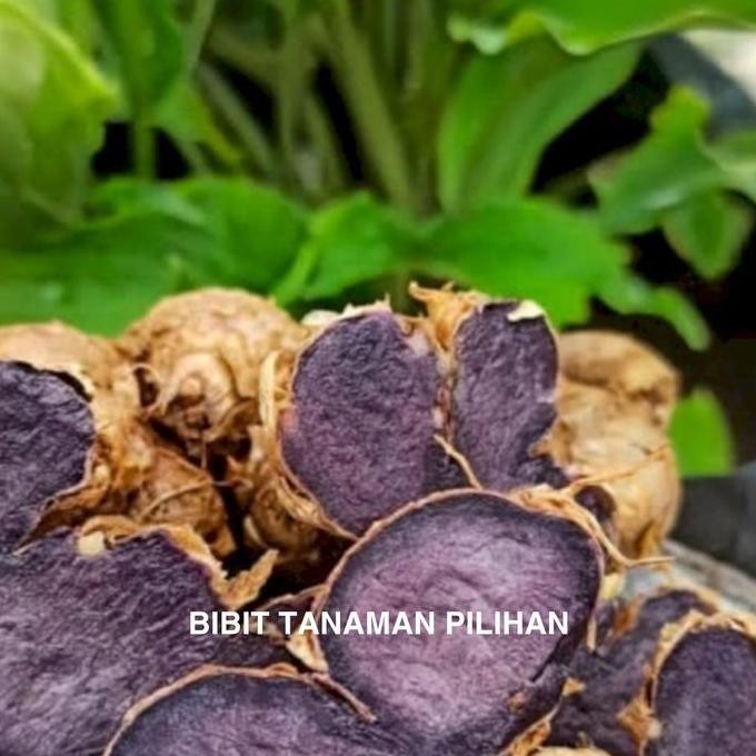 BIBIT TANAMAN KUNIR KUNYIT HITAM ASLI OBAT HERBAL LANGKA KOEMPFERIA