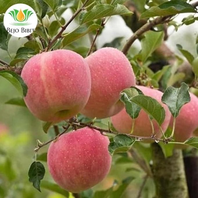 Bibit Apel Fuji Jepang | Pohon Apel Fuji | Tanaman Buah Apel Merah