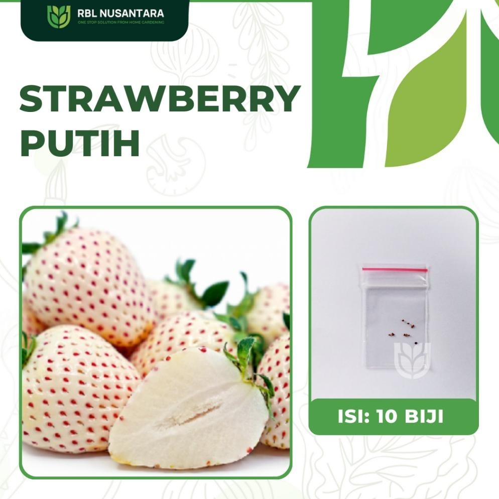 Benih Buah-Buahan: 10 Benih Strawberry Putih Kualitas Unggul