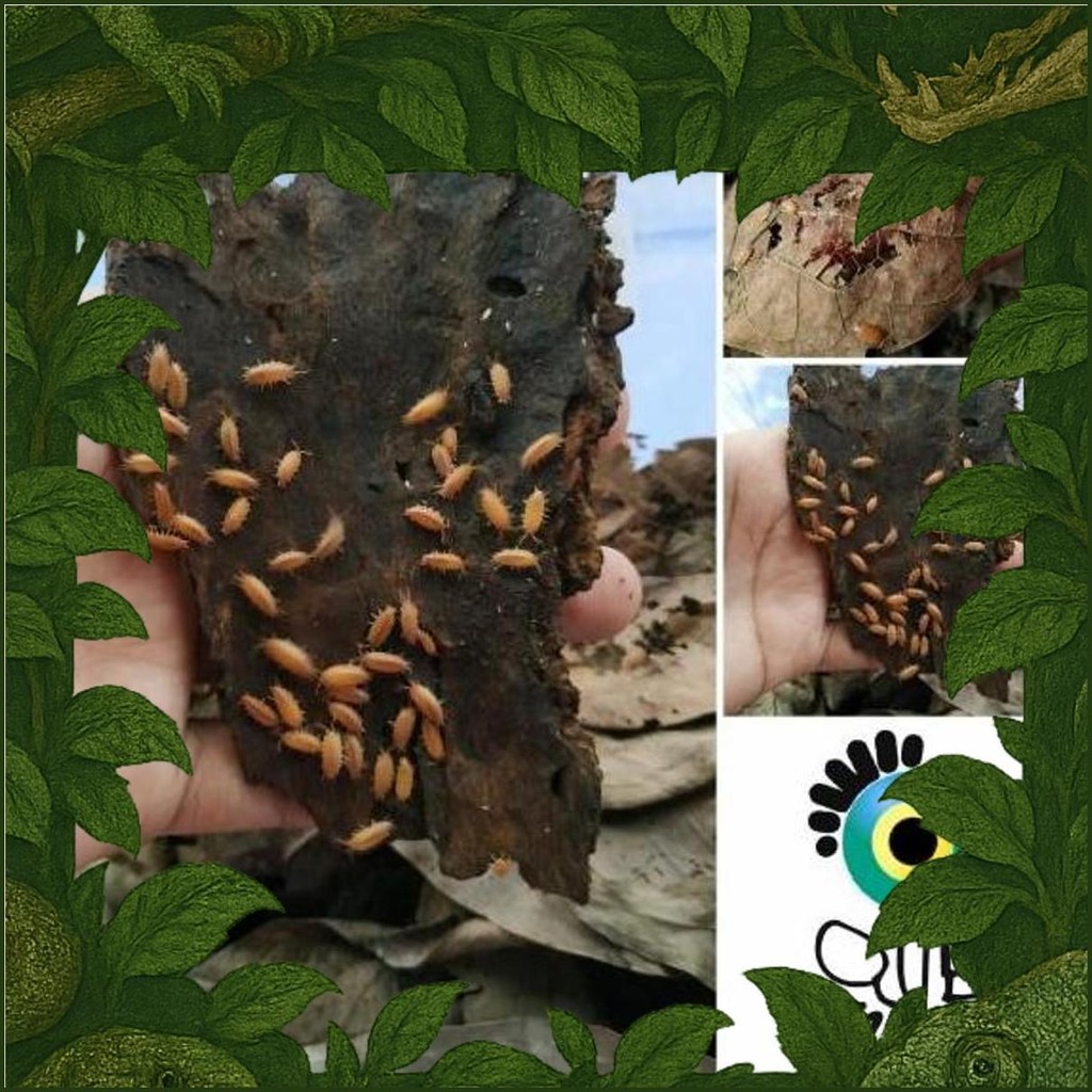 Isopod Orange/ Orange Isopod