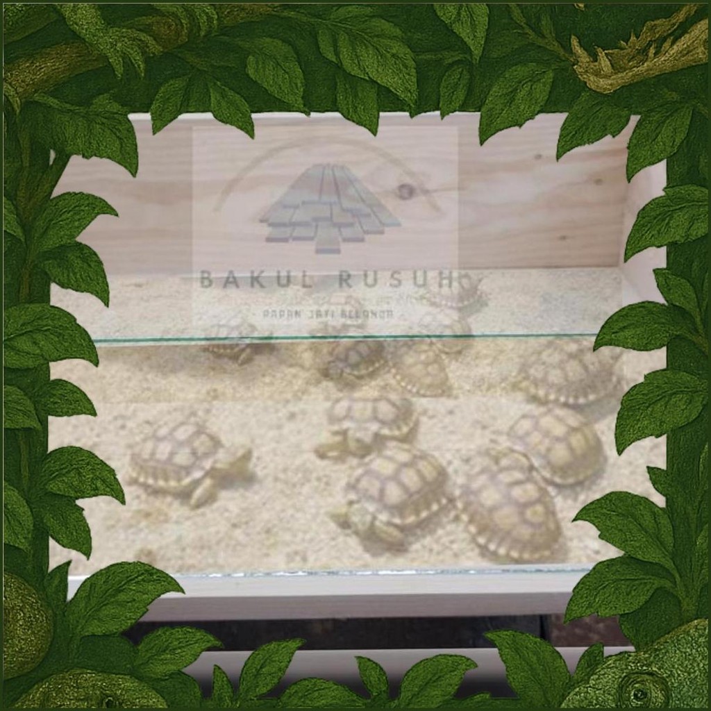 Kandang Kura Kura Darat Box Kura Kura Sulcata