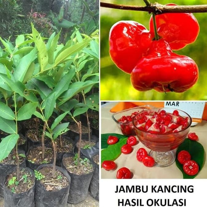 Jual Bibit Jambu Air Kancing Tanaman Jambu Pohon Jambu Kancing