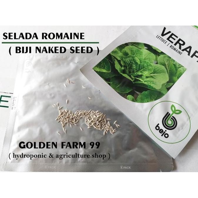 Promo Benih lettuce Romaine Verapas Bejo seed - Import COD