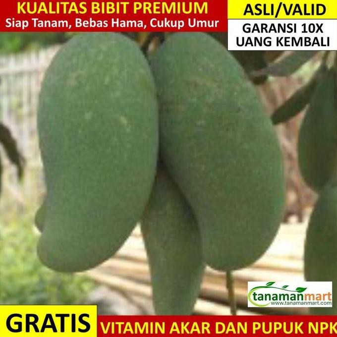 Promo Bibit Mangga Mahatir Asli Bergaransi, Pohon Mangga Jumbo Cangkok Valid COD