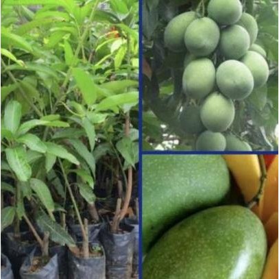 Promo Bibit Tanaman Mangga Manalagi hasil Okulasi//cangkok COD