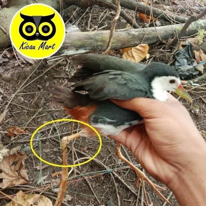 =====] KICAU MART RUAK GANTUNG JARING PIKAT BURUNG