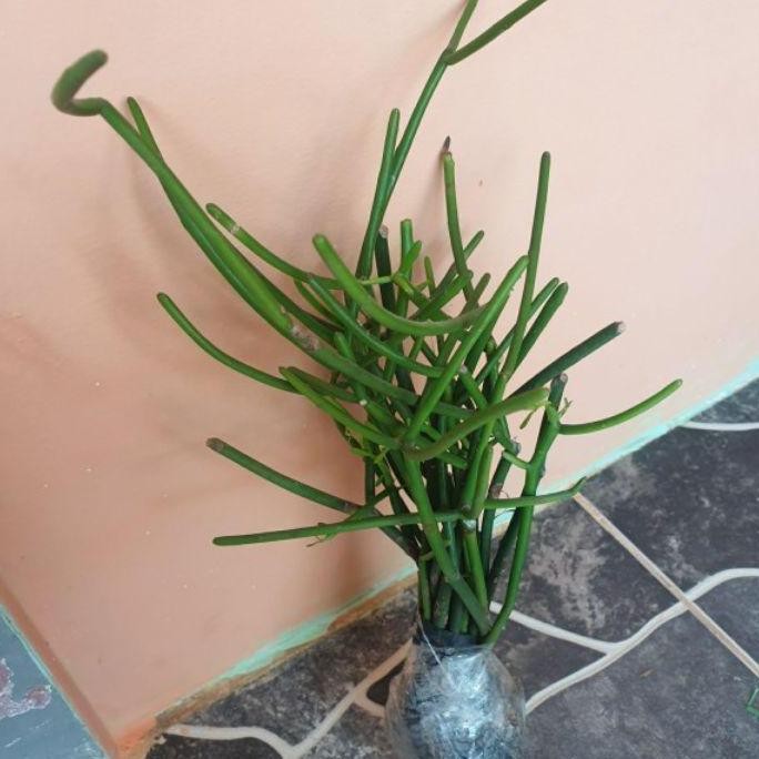 Tanaman Herbal Patah Tulang / Tanaman Herbal Ki Urip Patah Tulang / Artificial