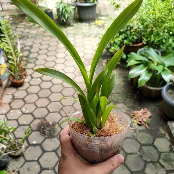Tanaman Hias Anggrek Oncidium Bunga Wildcat Rainbow - Anggrek Dendro - Anggrek Hybrid