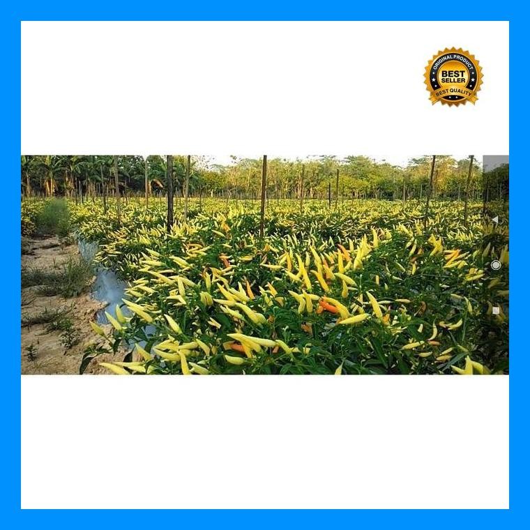 [Cod] - 25 Biji - Benih Cabai Rawit Dewata 43 F1 - Bibit Tanaman Sayur Sayuran Cabe Cabai Viral Siga