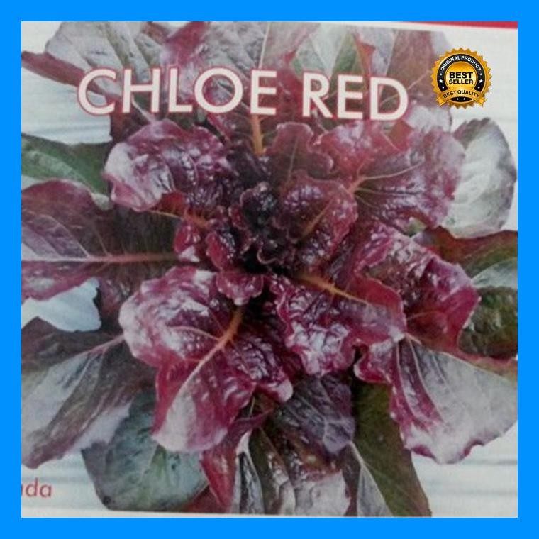 [Cod] - 100 Biji - Benih Selada Merah Import Chloe Red - Benih Selada Lettuce Selada Sayur Benih Say