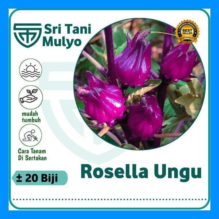[Cod] - 20 Biji - Benih Rosella Ungu Unggul Benih Herbal Bibit Tanaman Herbal Purple Rosella
