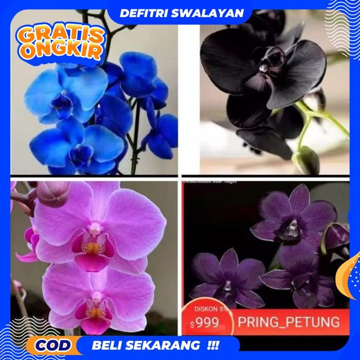HIGHT QUALITY PAKET 4 SEEDLING ANGGREK DENDROBIUM BLUE - HITAM - PINK DAN UNGU -TANAMAN HIDUP-BUNGA-