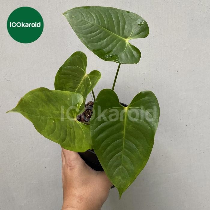 Tanaman Hias Anthurium Veitchii Hybrid | Lookaroid