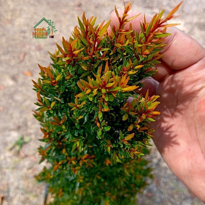 Tanaman Pucuk Merah Micro